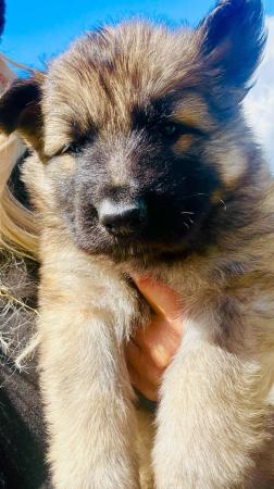 Image 18 of German Shepherd Puppies Stunning