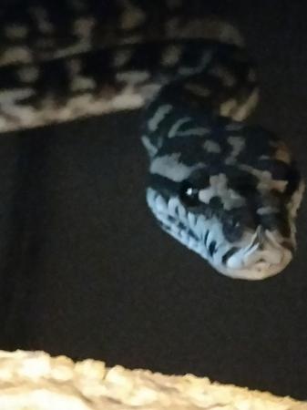 Image 3 of Carpet python female snake
