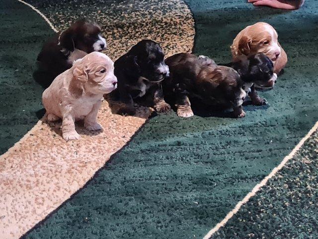 Preview of the first image of Beautiful colours cockerpoo pups.
