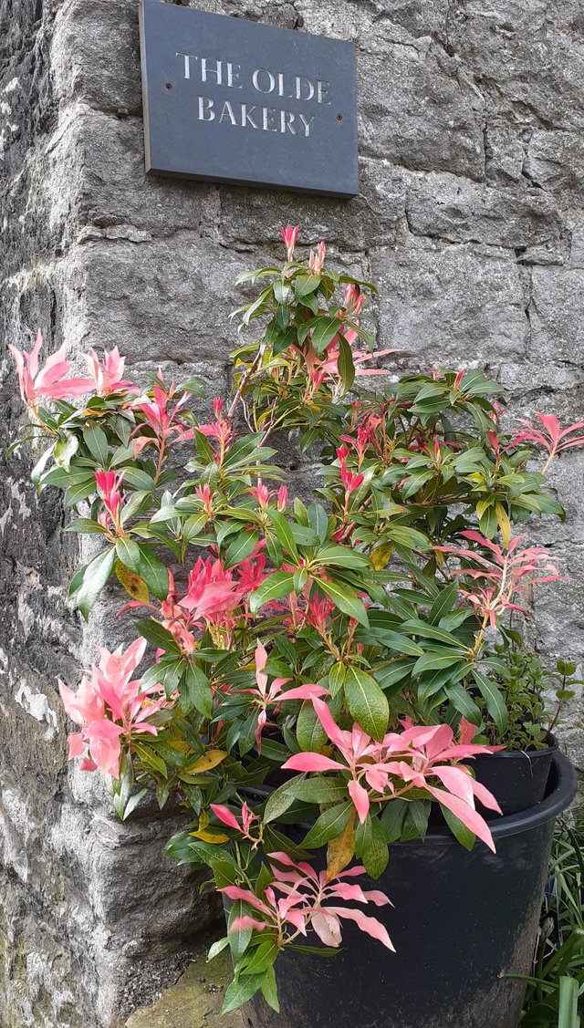 Preview of the first image of Pieris shrub for border or specimen.