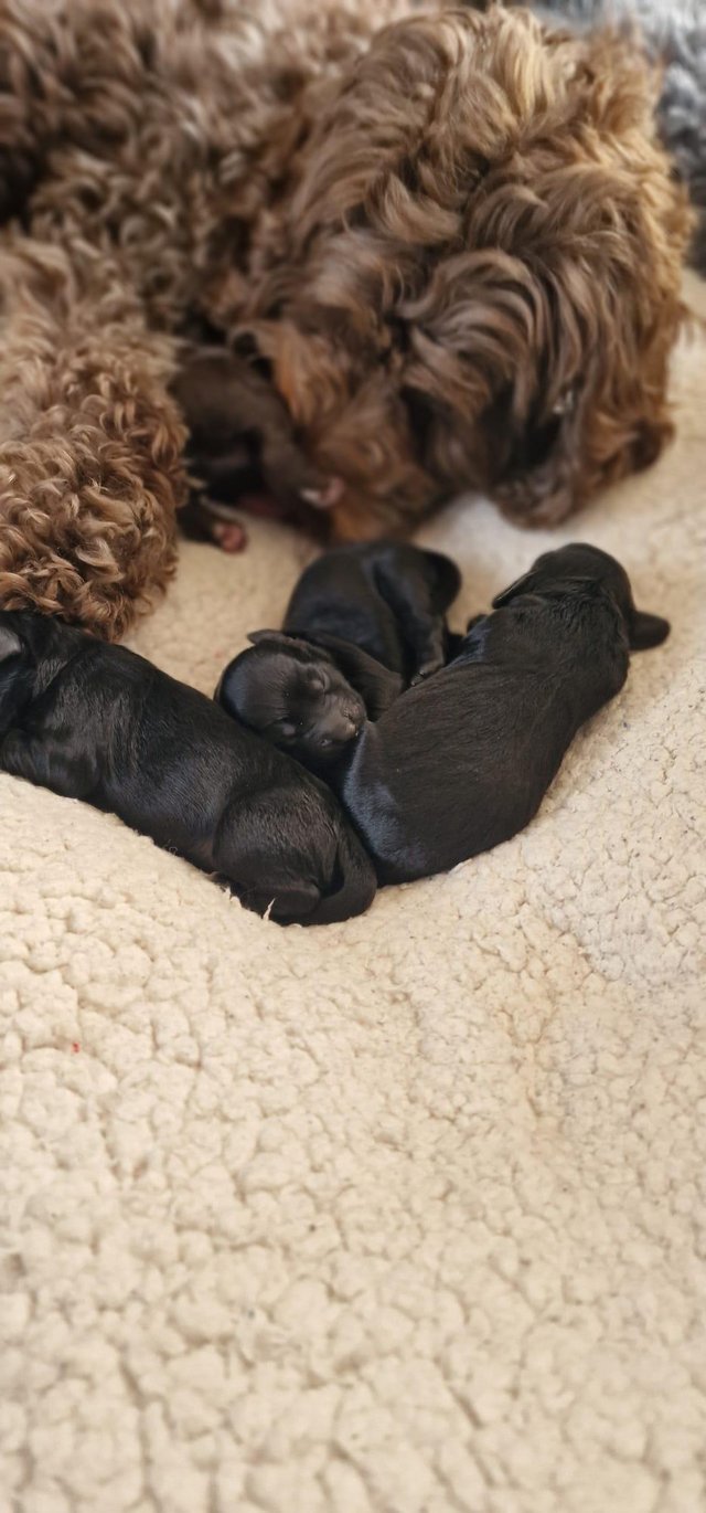 Preview of the first image of Cockapoo puppies 2 girls and 1 boy left.