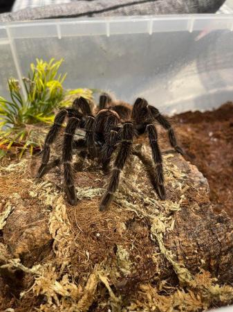 Image 2 of Various tarantula collection for sale