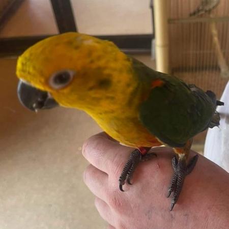 Image 20 of Large Variety of Hand Reared Birds Available! - Updated Regu