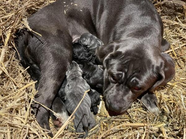 Image 2 of Ready to leave now 8 Cane Corso puppies 3 remaining