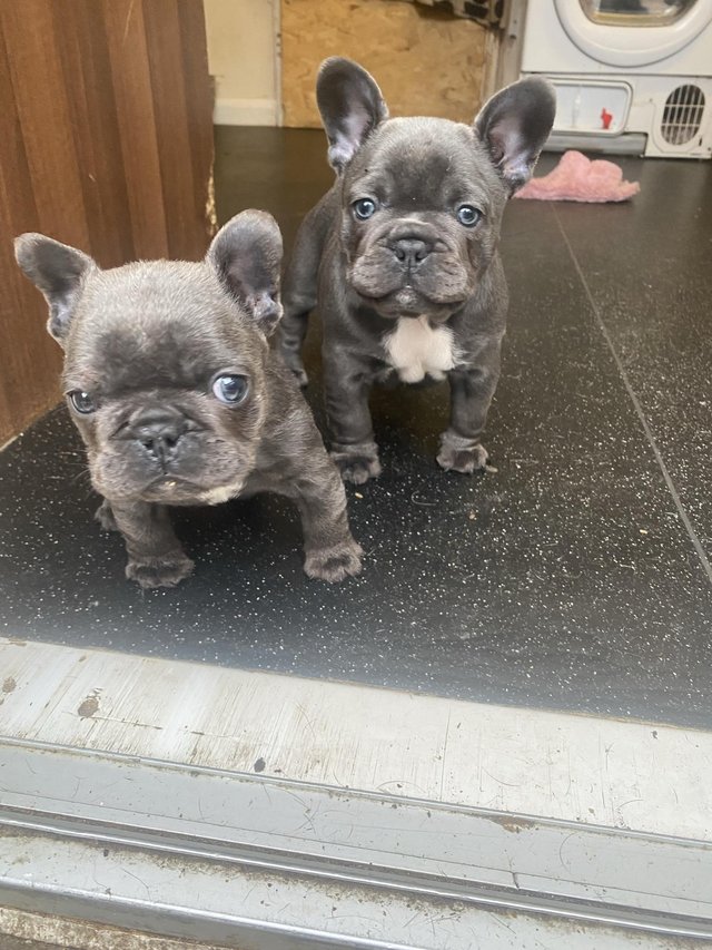 Preview of the first image of Blue French bulldog puppies.