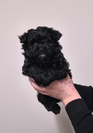 Merle & black POMAPOO puppies. Ready to reserve. for sale in Cheshire, England - Image 2