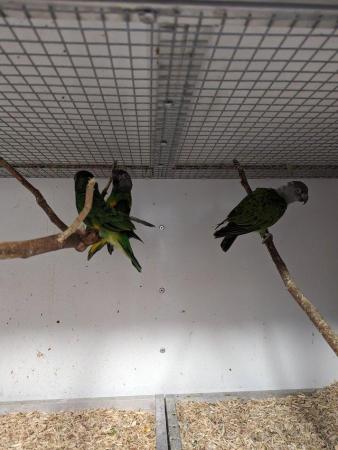 Image 4 of 10 month Senegal parrot for sale