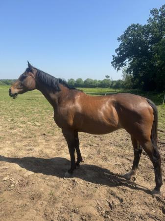 Image 1 of **open to offers** For sale 15.3h TB mare great hacker/ROR