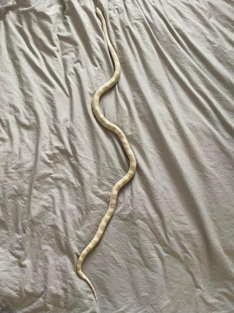 Image 5 of Klaus the Corn Snake for sale