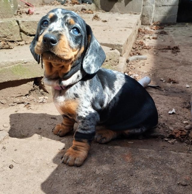 Preview of the first image of KC reg - Champions Line Smooth Haired Dachshund puppies.