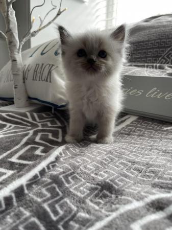 Image 1 of Ragdoll kittens for sale