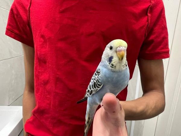 Image 6 of Super hand Tamed Baby Budgies for sale