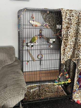 Image 1 of Pineapple conure with full set up