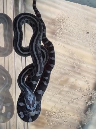 Image 5 of Beautiful black and white snakes