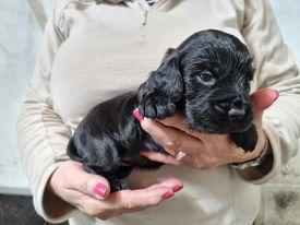 Image 9 of KC registered Cocker Spaniel puppies for sale