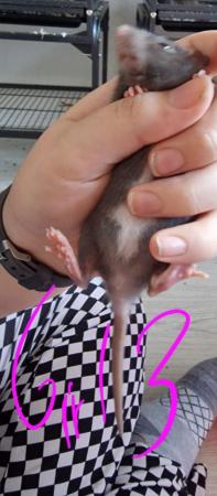 Image 9 of Friendly Female Rat Babies