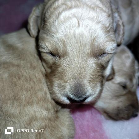 Image 2 of Gorgeous Miniature poodle pups