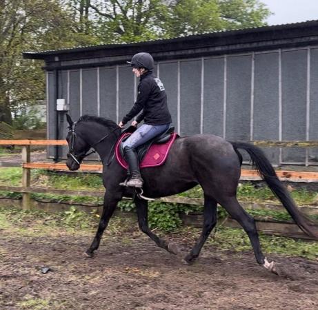Image 1 of Ember 16hh Thoroughbred Mare, Project