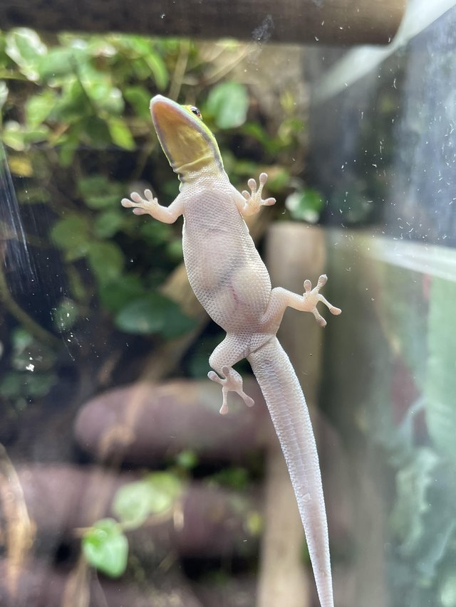 Preview of the first image of Phelsuma klemmeri neon day gecko proven female.