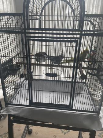 Image 2 of Hand reared cockatiels for sale with cage and food