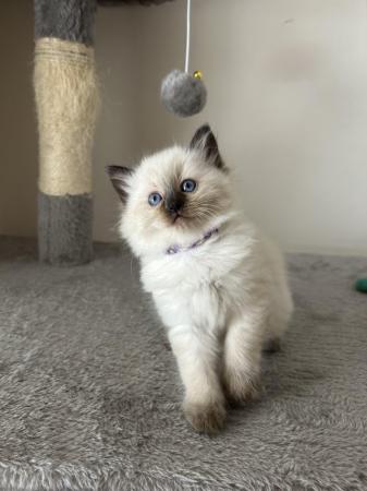 Image 19 of Seal and Lynx GCCF Registered Ragdoll Kittens