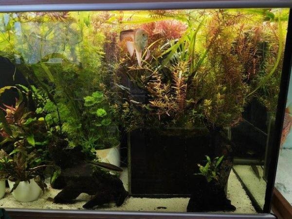 Image 2 of Aquatic Fish tank plants VARIETY