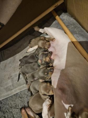 Image 5 of Miniature Dachshund Puppies