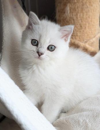 Image 5 of British Shorthair kittens. Black-tipped,Pedigree, gccf reg