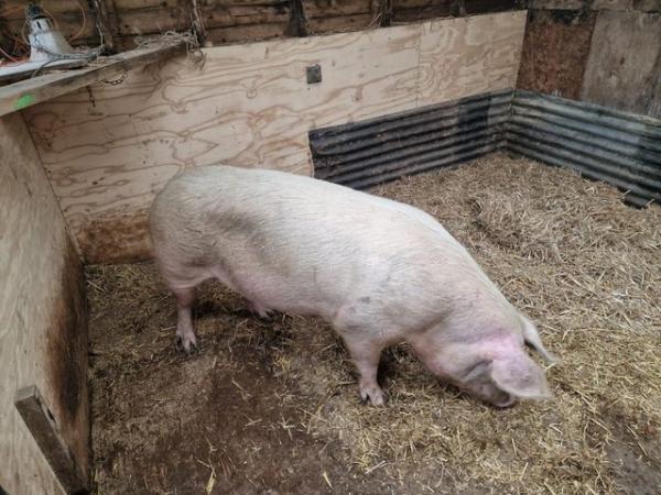 Image 3 of PURE BRED LANDRACE SOW AVAILABLE