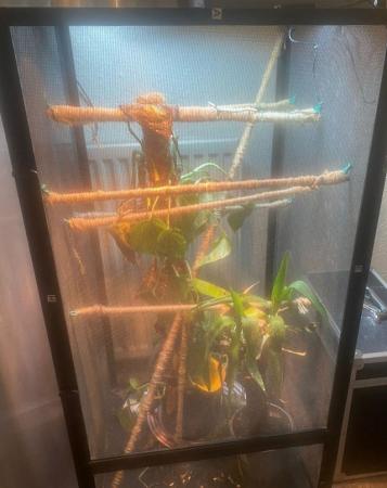 Image 5 of 6 month old male blue bar chameleon and full full set up.