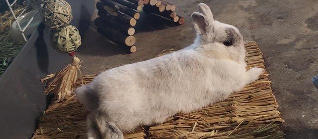Preview of the first image of Male netherland dwarf rabbit.