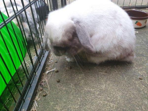 Image 4 of OREO friendly neutered adult mini lop boy 5 years old