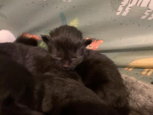 Image 4 of kittens for sale looking for their forever homes