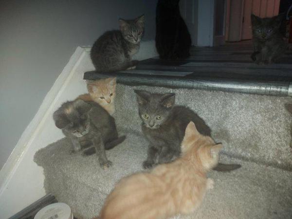 Image 4 of Russian blue cross blue silver marbled bengal kittens