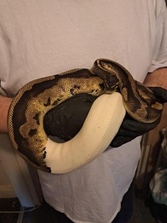 Image 3 of 2020 proven breeder female pied ball python