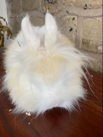 Image 4 of Unusual marked Lionhead rabbit 6 months old