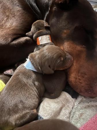Image 6 of 8 week old Doberman puppies