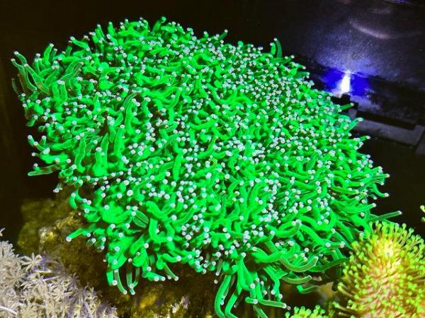 Image 11 of Complete Reef Tank setup for sale Retail over £7,000!