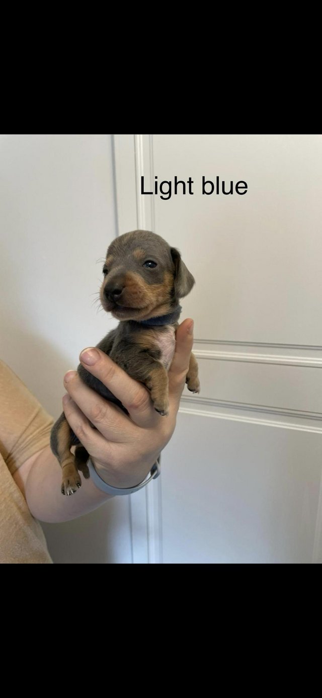 Preview of the first image of Dachsund Puppies for sale.