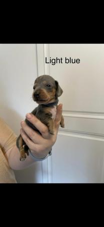 Image 1 of Dachsund Puppies for sale