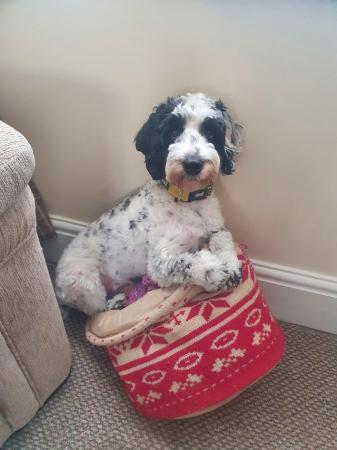 Image 2 of 1 Year Old Male Cockapoo Dog in Need of Good Home