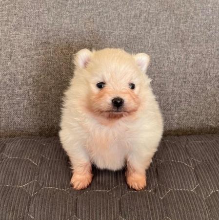 Image 12 of Cream and white Pomeranian Puppy’s