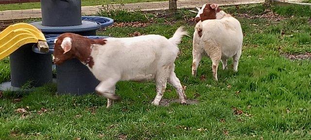 Image 1 of Boer x pygmy females. 3 year old twins