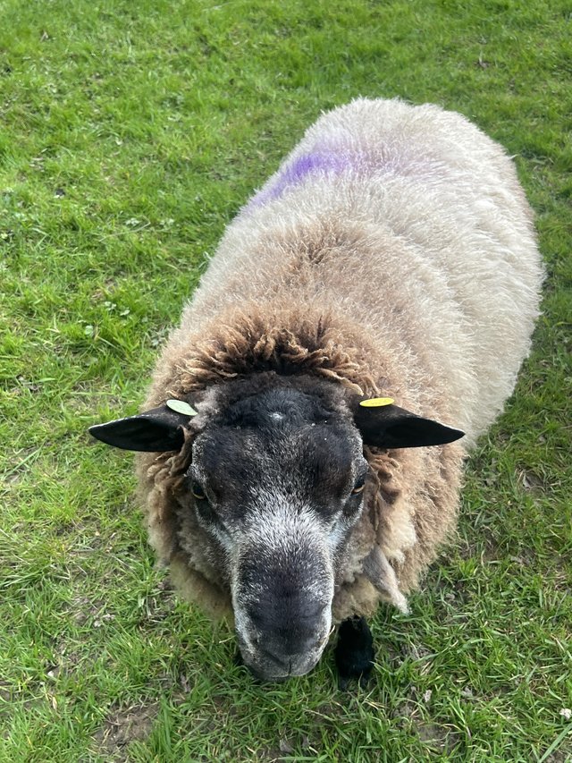 Preview of the first image of 7/8th Blue Texel entire Ram Hoggs..