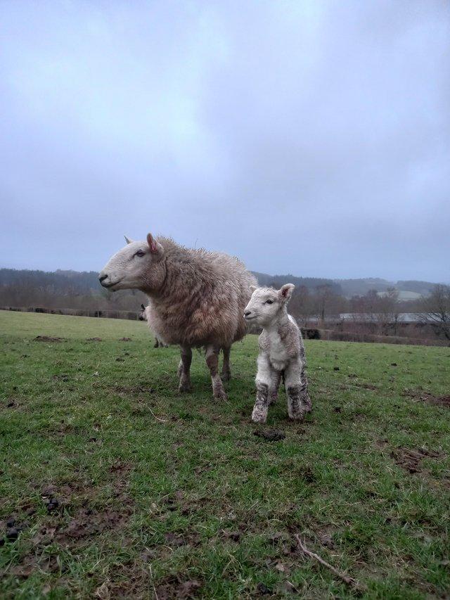 Preview of the first image of north country cheviot cade lambs/ tidlings/ bottle fed lambs.