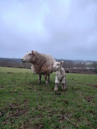 Image 1 of north country cheviot cade lambs/ tidlings/ bottle fed lambs