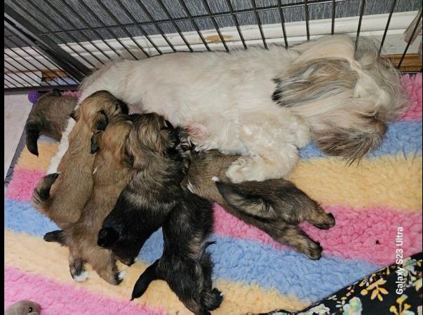 Image 3 of Lhasa apso puppies for sale