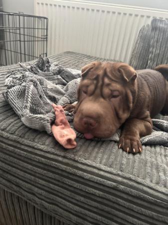 Image 3 of Female Sharpei puppy for sale
