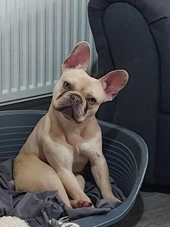 Image 3 of 12 month old light brown male French bulldog