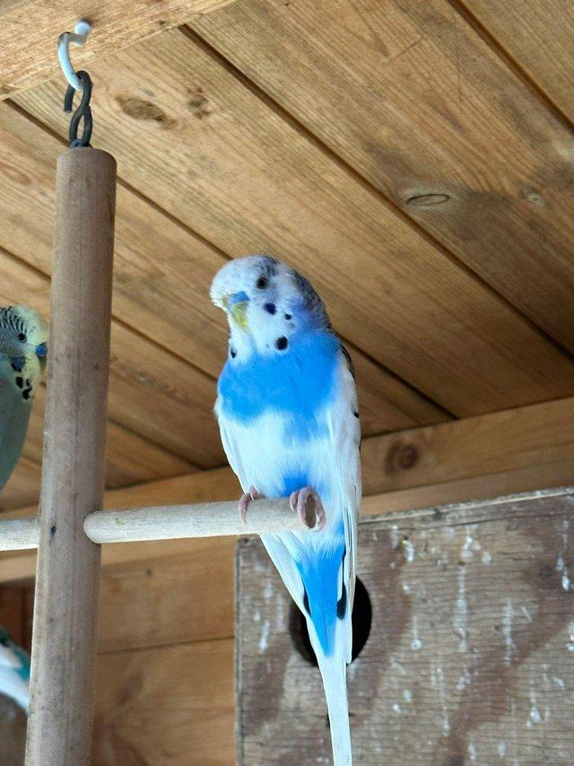 Preview of the first image of Beautiful Adult budgies for sale.